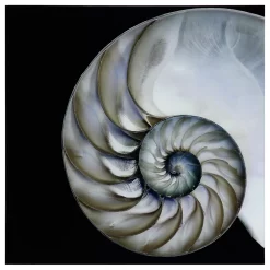 Empire Art Direct Pearly Nautilus Glass Wall Art