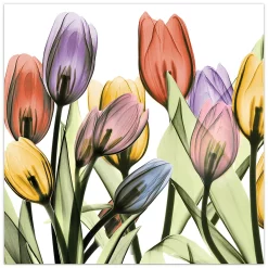 Empire Art Direct Tulip Scape X-Ray I Glass Wall Art