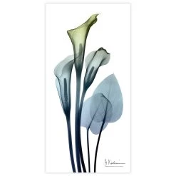 Empire Art Direct Calia Lily Tempered Frameless Glass Wall Art