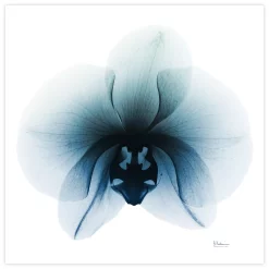 Empire Art Direct Glacial Orchid Tempered Frameless Glass Wall Art