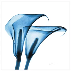 Empire Art Direct Indigo Calla Lilies Tempered Frameless Glass Wall Art
