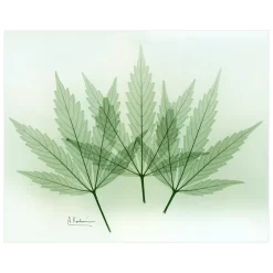 Empire Art Direct Green Flower Tempered Frameless Glass Wall Art